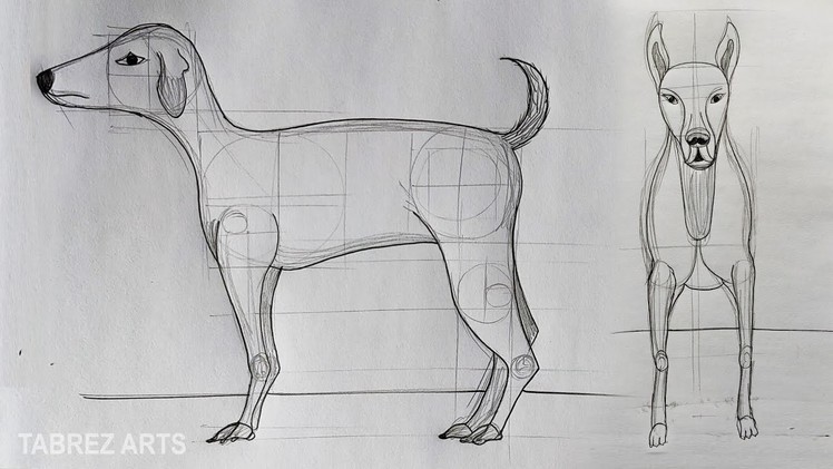 DOG ANATOMY DRAWING | Animal Figure Drawing Tutorials [Tabrez Arts]