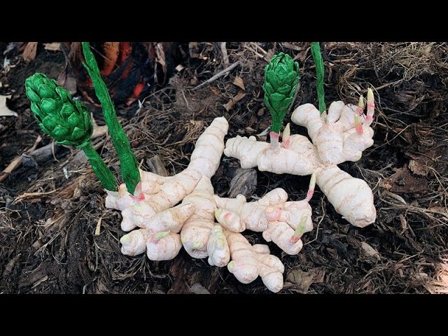 ABC TV | How To Make Ginger Root Paper - Craft Tutorial