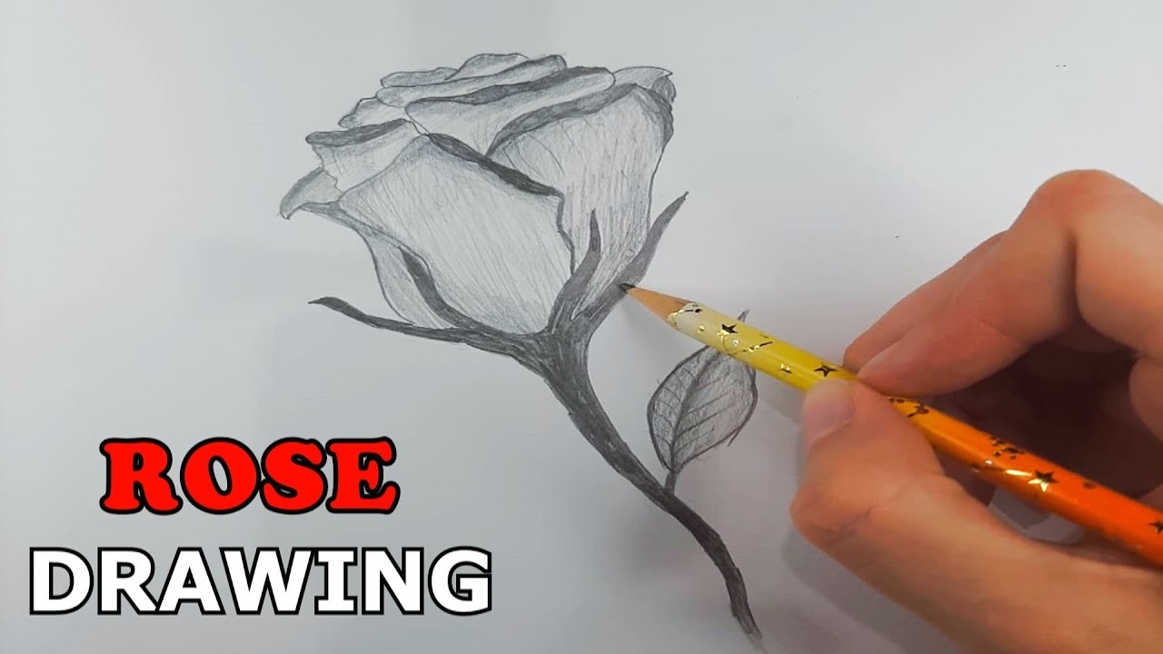 Rose Drawing EASY | How to Draw a Rose