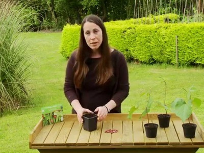 How to grow Runner Beans with Thompson & Morgan.