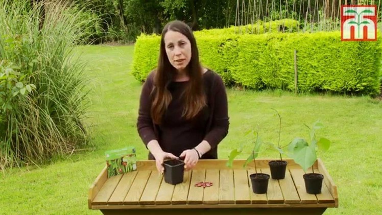 How to grow Runner Beans with Thompson & Morgan.