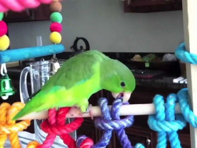 Fig the Parrotlet Playing on his Homemade Bird Gym
