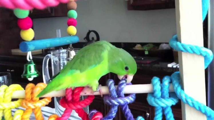 Fig the Parrotlet Playing on his Homemade Bird Gym