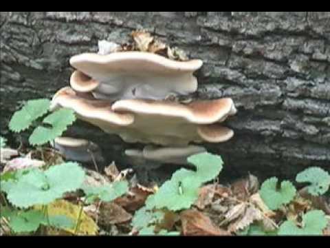 Wonderful world of fungi 1