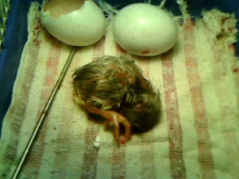 Baby Chick hatching