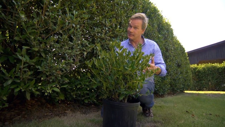 How to Grow Hedge Screens | At Home With P. Allen Smith