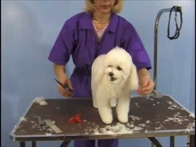 Poodle Teddy Bear Clip . Pet Grooming Studio Academy