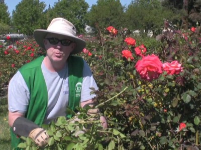 Removing Sucker Growth from Roses