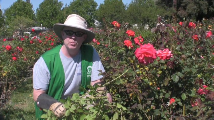 Removing Sucker Growth from Roses