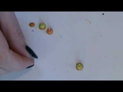 1.12th Scale Dollhouse Miniature Apples and Caramel Apples Part 2