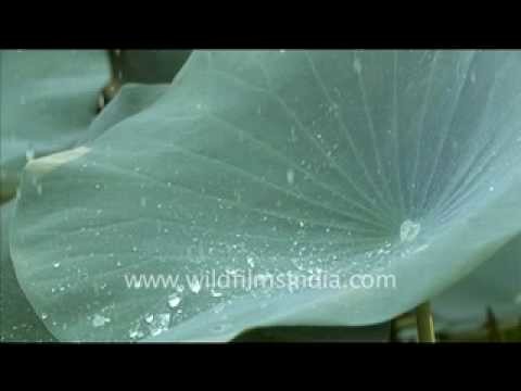Droplets of water on Lotus Leaf