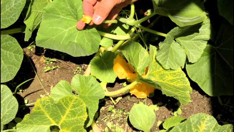 How to Pollinate your Huge Pumpkin Blossoms to Get More Pumpkins with California Gardener