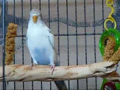 How to gain your parakeets trust