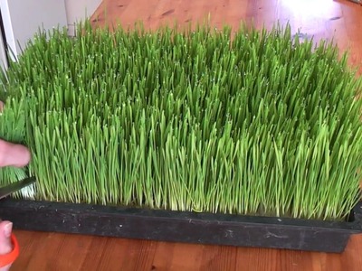 How to grow wheatgrass