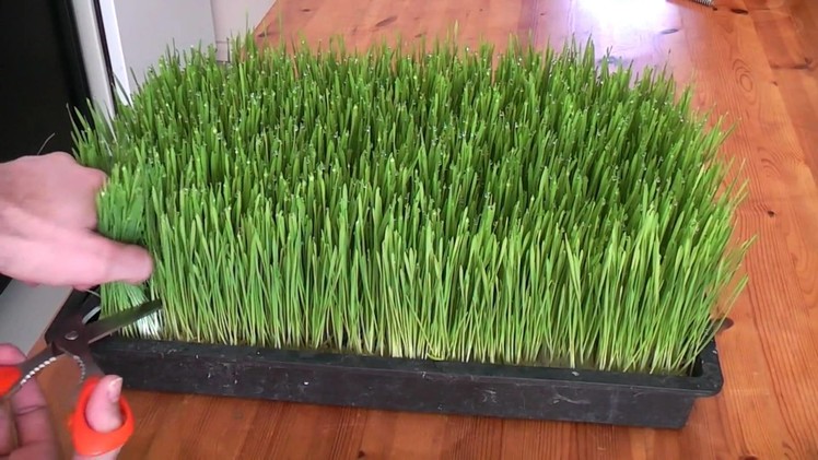 How to grow wheatgrass
