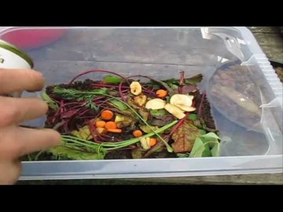 How to make a Worm Farm under $5 - Cheap, Simple and Effective