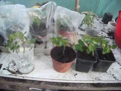 How to Propagate Roses from Cuttings - 3 Simple Methods to Propagate them from Cuttings