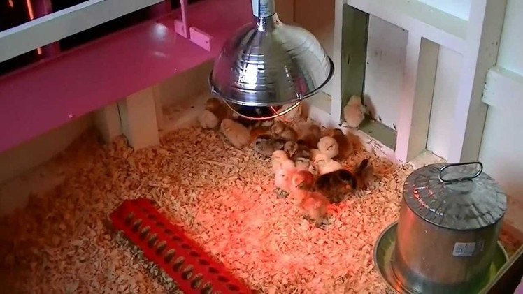 How to raise baby chickens.chicks.