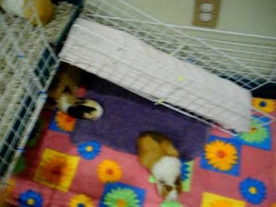 Creative Things to Do With Your Guinea Pig