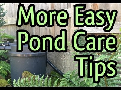 Easy Fish Pond Maintenance Tips : How To Clean a POND FILTER without getting your hands dirty