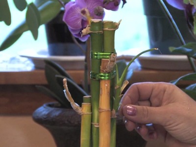 Gardening Tips : How to Grow Lucky Bamboo