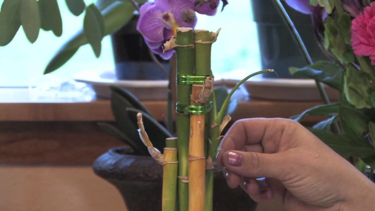 Gardening Tips : How to Grow Lucky Bamboo