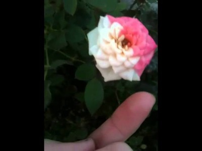 Half pink, half white rose!!!! Amazing!