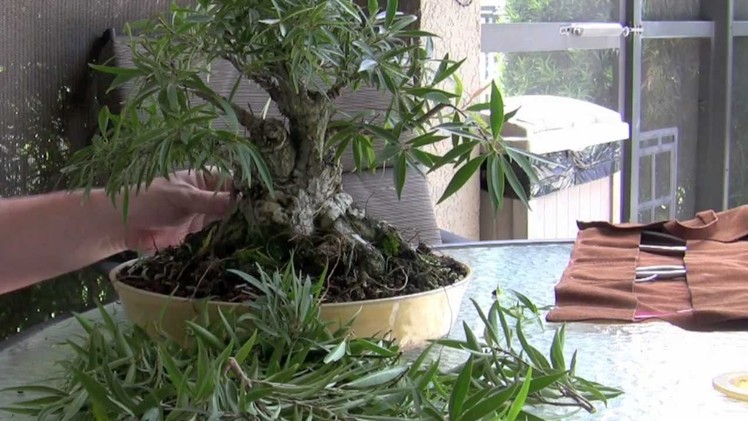 How to Bonsai - Make a bonsai part ii Ficus development