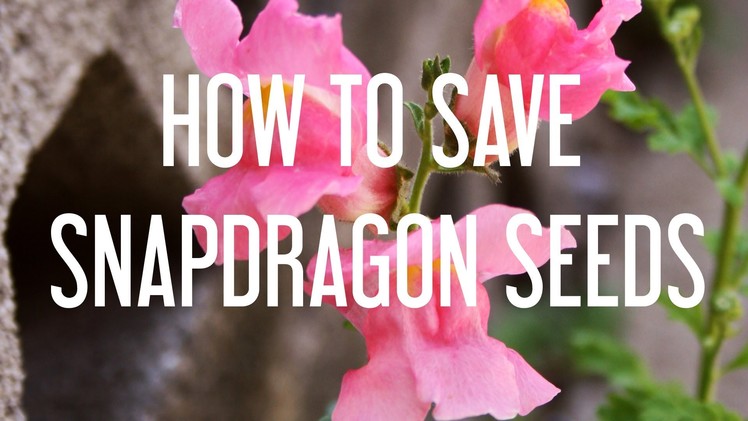 How to Save Snapdragon Seeds