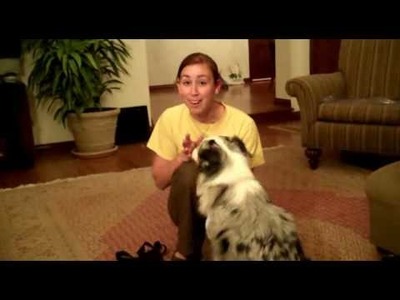 How To Stop Dog From Barking When Doorbell Rings