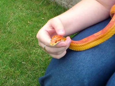 My calm Amel motley corn snake