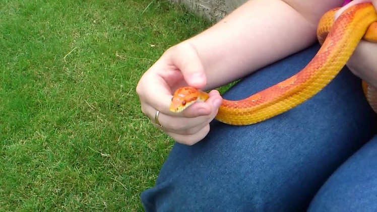 My calm Amel motley corn snake