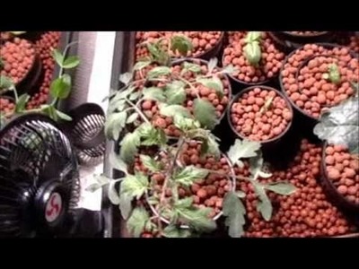 Solar Powered Indoor Hydroponic Tomato & Vegetable Garden