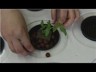 Tomatoes and Indoor Vegetable Gardens : How to Grow Vegetables in Tubs