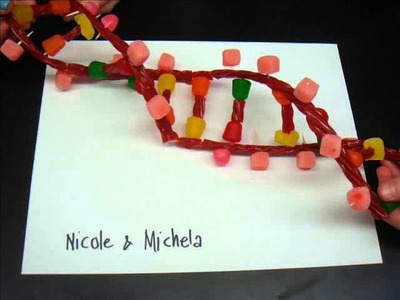 Candy Models of the DNA Molecule