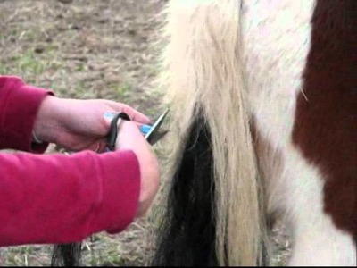 How to Collect Horsehair for Bracelets