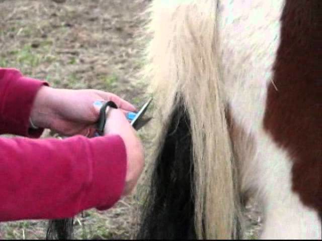 How to Collect Horsehair for Bracelets