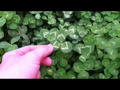 How to Find a 4-Leaf Clover
