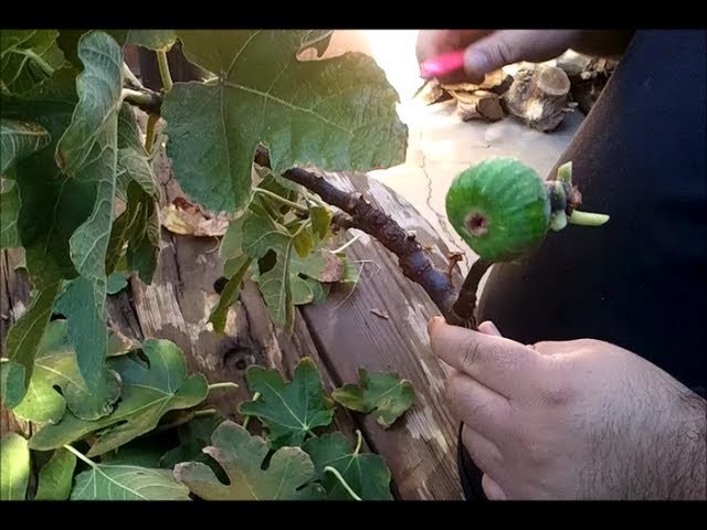 HOW TO GROW A FIG TREE FROM A CUTTING: PART 1