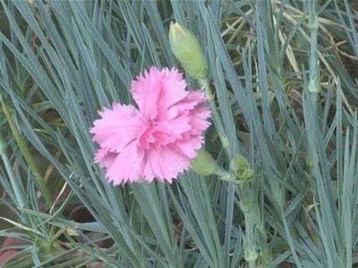 How To Grow Carnations From Cuttings