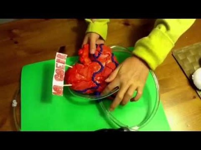 How to make a model heart that pumps