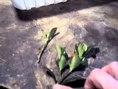 How to Propagate: Gardenia bush cuttings