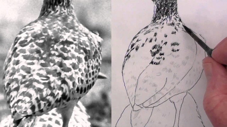 How to draw a spotted thick knee bird in pen & ink