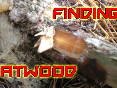 How To Find Fatwood - Detailed Explanation