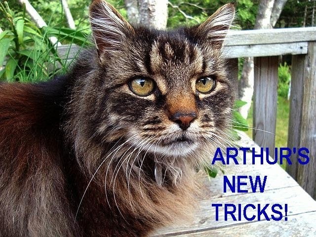 ARTHUR'S new tricks.  funny kitty, cat tricks, funny animals