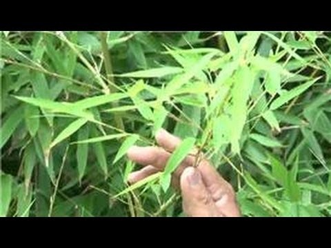 Bamboo Growing 101 : How to Grow a Bamboo Fence