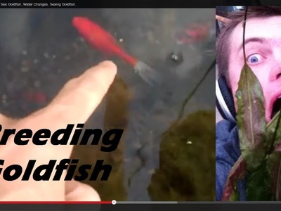 Breeding Goldfish, How To Sex Goldfish. Water Changes. Sexing Goldfish.