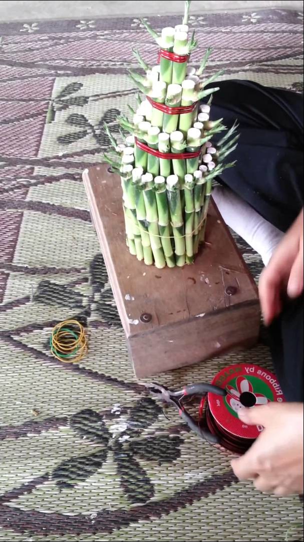 How to make Draceana Lucky Bamboo