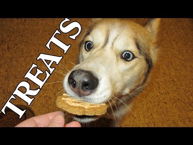 How to make Halloween Dog Treats | Snacks with the Snow Dogs 10