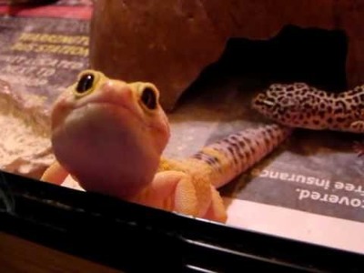 Why Leopard Geckos Make Great Pets